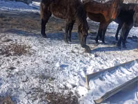 公马, Yakutian horse — 照片 1