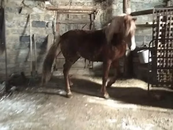 Chevaux (lot, sexe non indiqué), Russian Don
