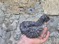 Slovenian Barred Hen — photo 2
