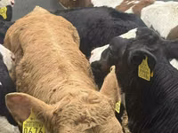 Rinder (Partie, Geschlecht nicht angegeben), Simmental cattle — Foto 6