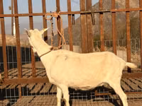 Goat, Saanen goat — photo 3