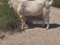 Billy Goat, Goats — photo 4