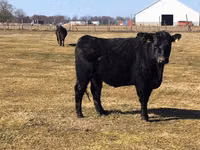 母牛, Galloway cow — 照片 7