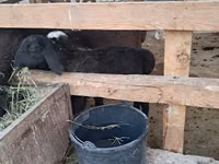 Ram, Sheep — photo 3