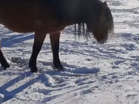 母马, Yakutian horse — 照片 3