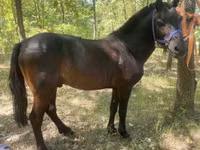 Caballo, Indian half-bred — foto 2
