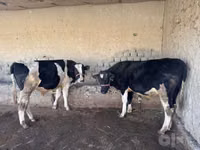 Kuh, Holstein-Rasse — Foto 4