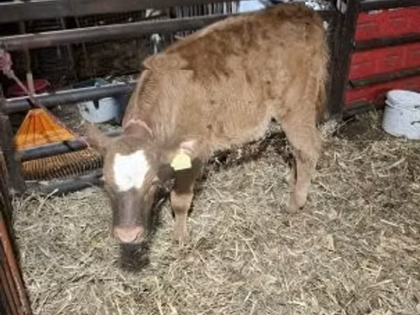 Cow, Limousin cow