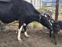 بقرة, Russian Black pied cattle — الصورة 5