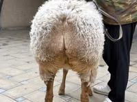 母羊, Awassi sheep — 照片 5