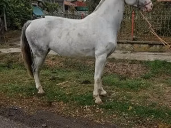 Stute, Hungarian horse breed