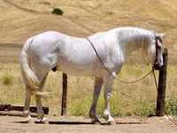 公马, Quarter Horse — 照片 1