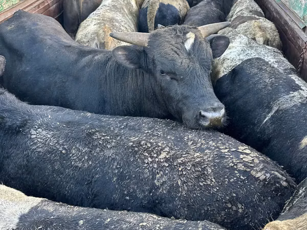 Taureau, Bovins