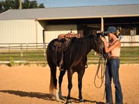 公马, Quarter Horse — 照片 7