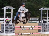 Cheval, Pinto horses — photo 1