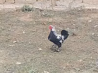 Japanese Bantam — photo 8