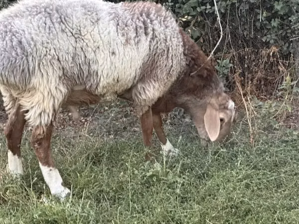 Bélier, Rhon sheep
