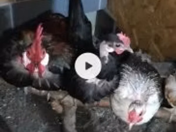 Chickens
