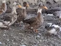 क्रेस्टेड — फ़ोटो 1