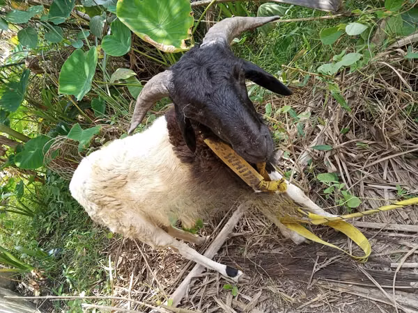 公羊, Sheep
