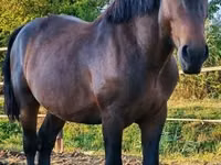 घोड़ा, Međimurje horse — फ़ोटो 5