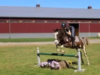 Hengst, Pinto horses — Foto 2