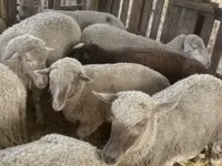 Schaf, Blackheaded Persian sheep — Foto 7