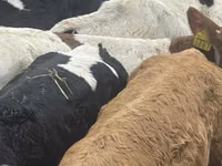 Rinder (Partie, Geschlecht nicht angegeben), Russian Black pied cattle — Foto 3