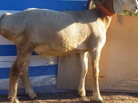 Widder, Arashan sheep — Foto 2