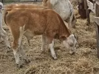 Rinder (Partie, Geschlecht nicht angegeben), Simmental cattle — Foto 6
