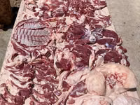 كبش, الأغنام — الصورة 6
