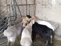 Bélier, Moutons — photo 6