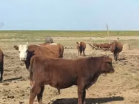 Toro, Raza Kalmyk — foto 3