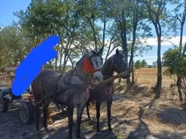 Mare, Horses