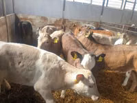 牛只（批次，未指定性别）, Simmental cattle — 照片 5