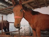 公马, Manipuri pony — 照片 2