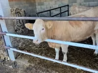 Kuh, Charolais cattle — Foto 4