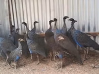Guinea fowl — photo 4