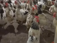 Chickens — photo 3