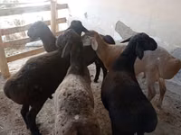 كبش, الأغنام — الصورة 3