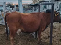 母牛, Cattle — 照片 5