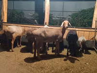 Brebis, Moutons — photo 1