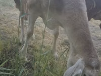 Oveja, Afghan Arabi sheep — foto 8