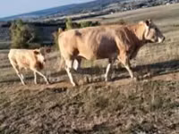Rinder (Partie, Geschlecht nicht angegeben), Blonde d’Aquitane cattle — Foto 3