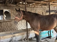 Hengst, Manipuri pony — Foto 1