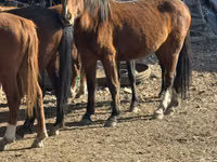 Jument, Kyrgyz Horse — photo 2