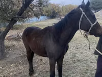Caballo, Kazakh horse — foto 3