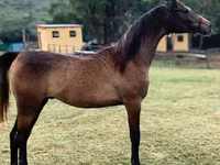 حصان, National Show Horse — الصورة 2