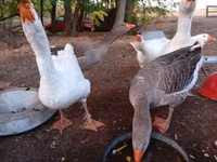 Graue und graugescheckte dänische Gans — Foto 4