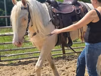 حصان, Kentucky mountain daddle horse — الصورة 7